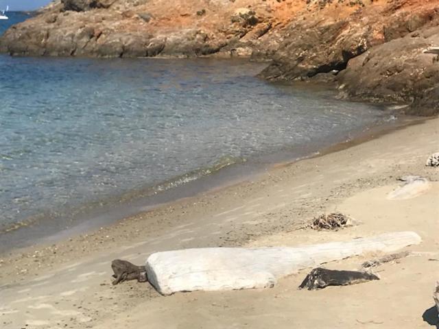 Ma Cabane De Pecheur Pieds Dans L'Eau - Lit Queen Size Saint-Mandrier-sur-Mer Exterior photo